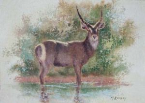 "Waterbuck"