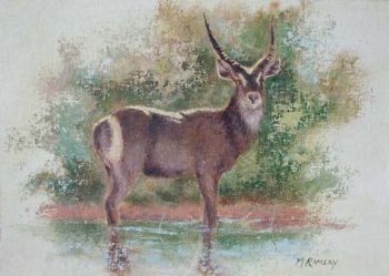 "Waterbuck"