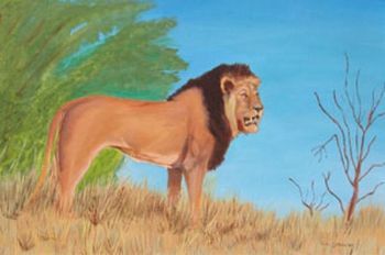 "Namib Lion"