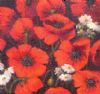 "Flanders Poppies and White daisies"