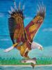 "African Fish Eagle"