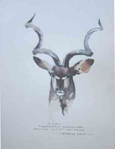 "Illustration Male Kudu"