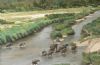 "Elephant Herd Crossing Crocodile River"