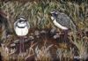 "Bronze-Winged Coursers"