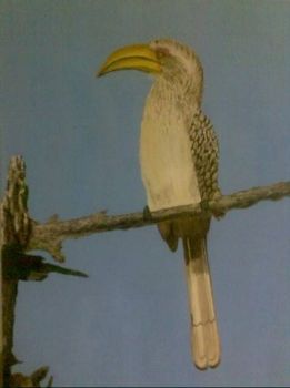 "Yellow billed Hornbill"