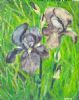 "Iris"