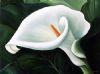 "Full Arum Lily"