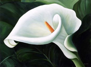 "Full Arum Lily"