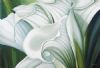 "White Arum Lilies"