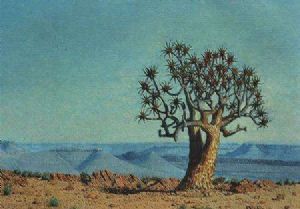 "Quiver Tree Namibia"
