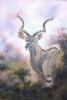 "Kudu Bull - Stately Magnificence"