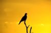 "Goshawk Silhouette"