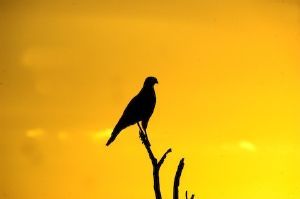 "Goshawk Silhouette"