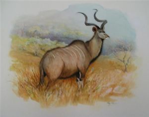 "Kudu Bull"