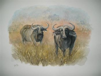 "Buffaloes 2"