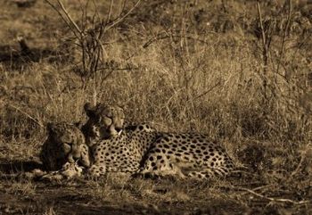 "Cheetah Scene"