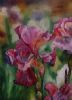 "Pink Iris"