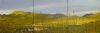 "Silvermine through Restios - Triptych"