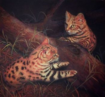 "Black Footed Cats"