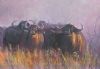 "Buffalos in the Mist"