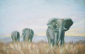 "Elephants"