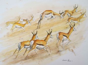 "Springbuck Running"