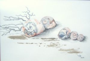 "Shells II"