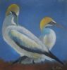 "Cape Gannets"