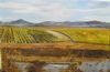 "Vineyards Elim 2"