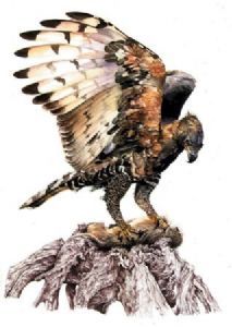 "Eagle"