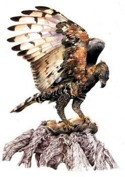 "Eagle"