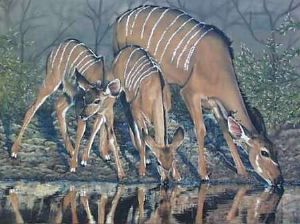 "Kudu Family"