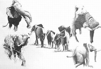 "Elephant Montage"