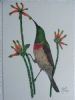 "Lesser Collard Sunbird"
