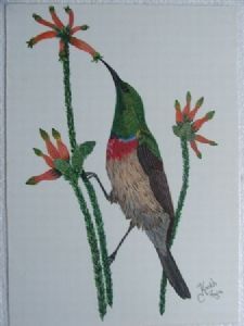 "Lesser Collard Sunbird"