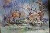 "Nyala grazing"