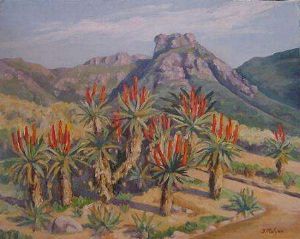 "Aloes at Kirstenbosch"