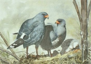 "Pale Chanting Goshawks at Nest"