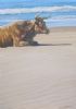 "My Beach"