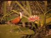 "African Jacana on Lily"