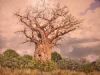 "Baobab at Punda"