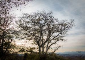 "Winter Tree"