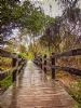 "Wooden Bridge"