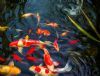 "The Koi Pond"