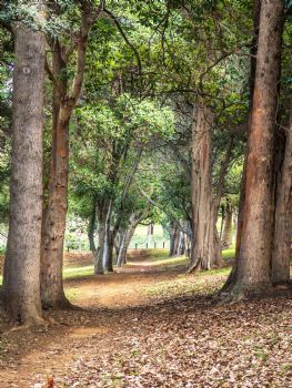 "Avenue of Trees"