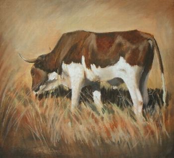 "Nguni"