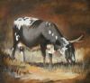 "Nguni 2"