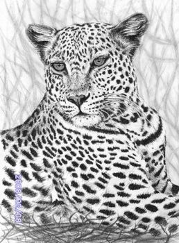 "Leopard"