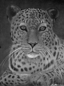 "Leopard"