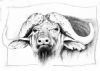 "Buffalo pencil study"